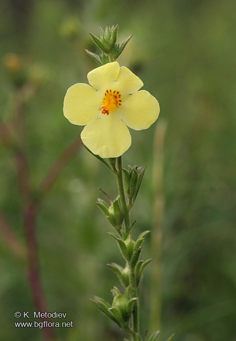 Verbascum orientale
