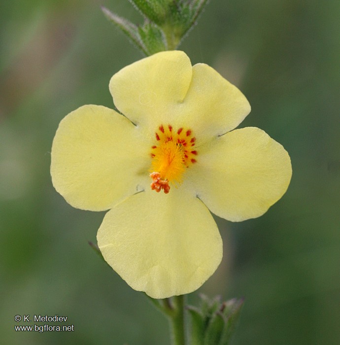 Verbascum orientale