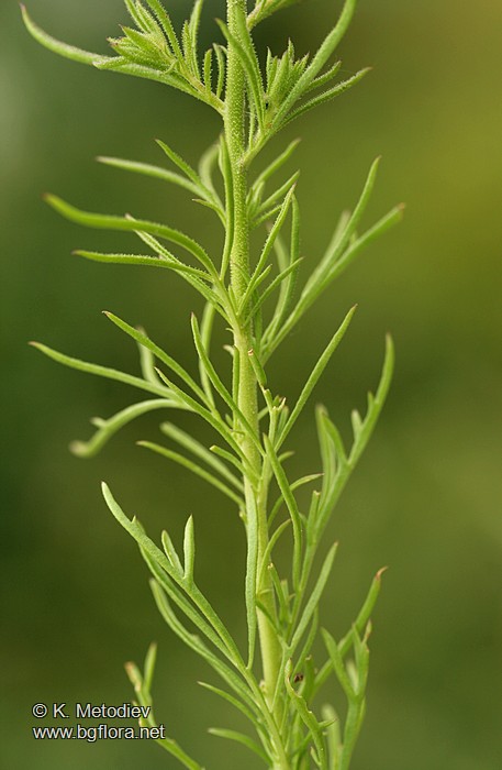 Verbascum orientale