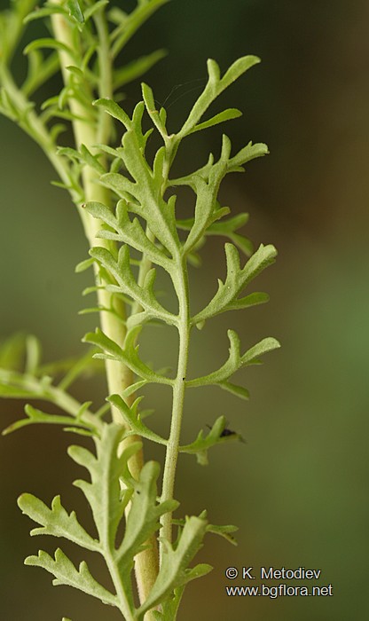 Verbascum orientale