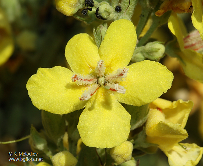 Verbascum speciosum