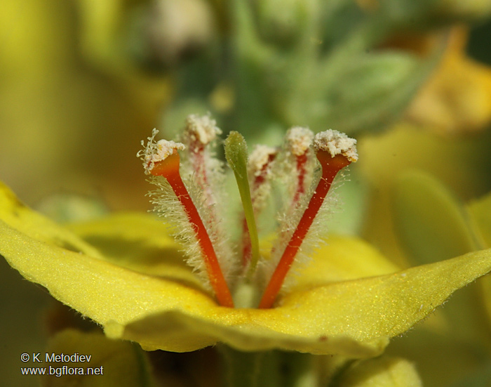 Verbascum speciosum