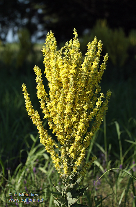 Verbascum speciosum