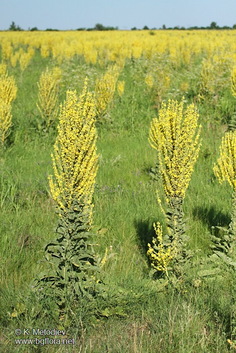 Verbascum speciosum