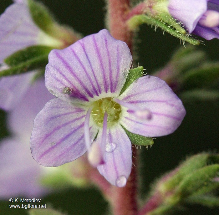 Veronica officinalis
