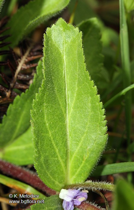 Veronica officinalis