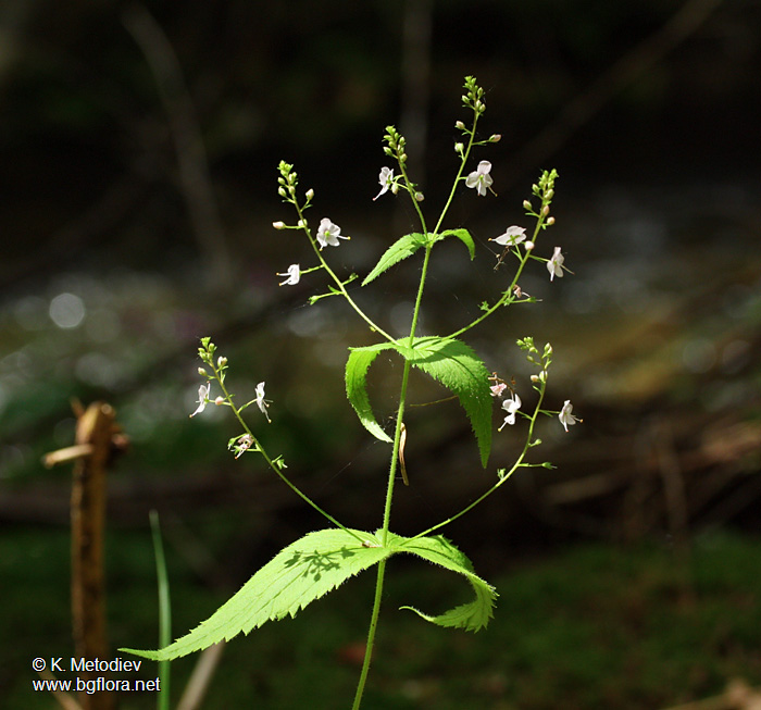 Veronica urticifolia