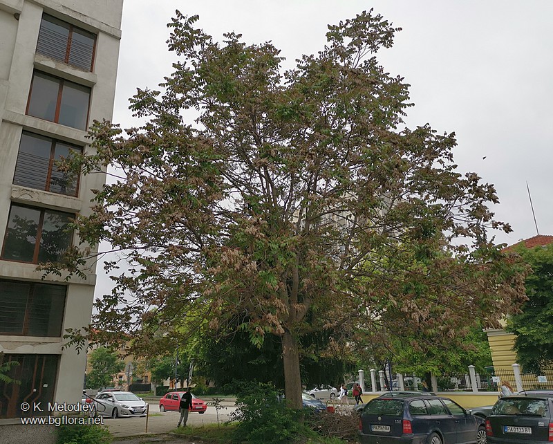 Ailanthus altissima