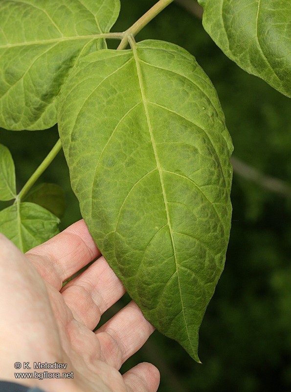 Ailanthus altissima