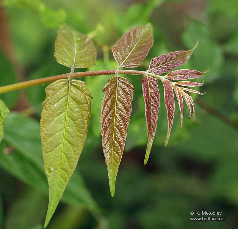 Ailanthus altissima