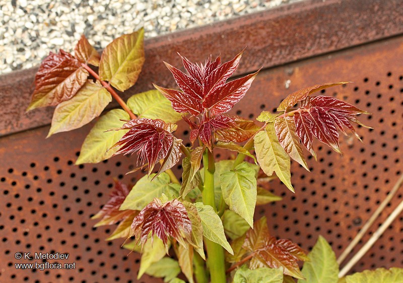 Ailanthus altissima