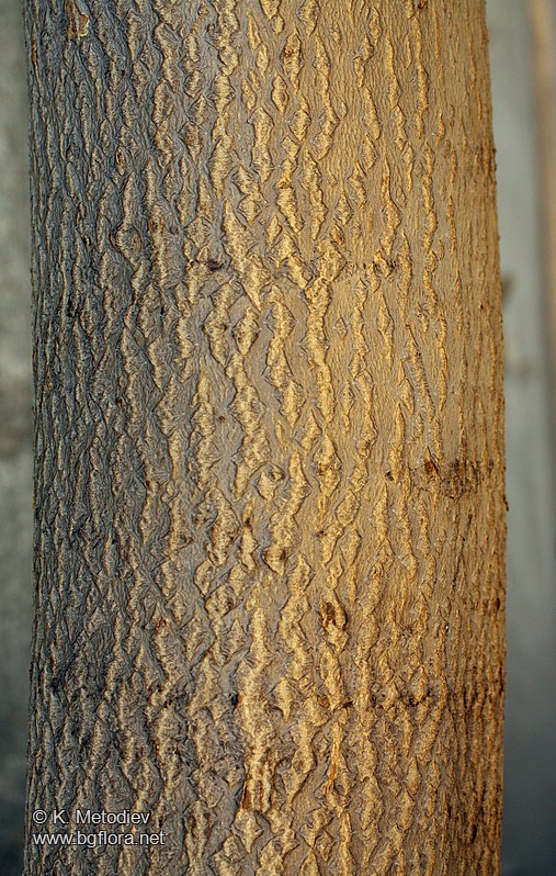 Ailanthus altissima