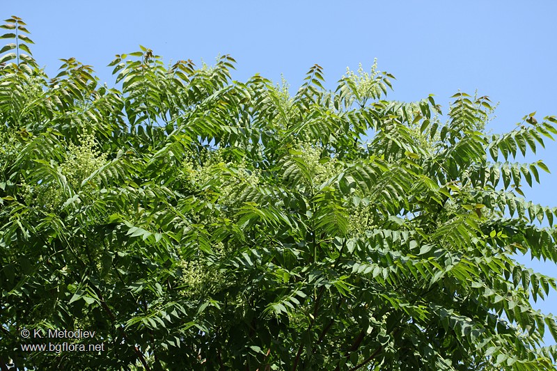Ailanthus altissima