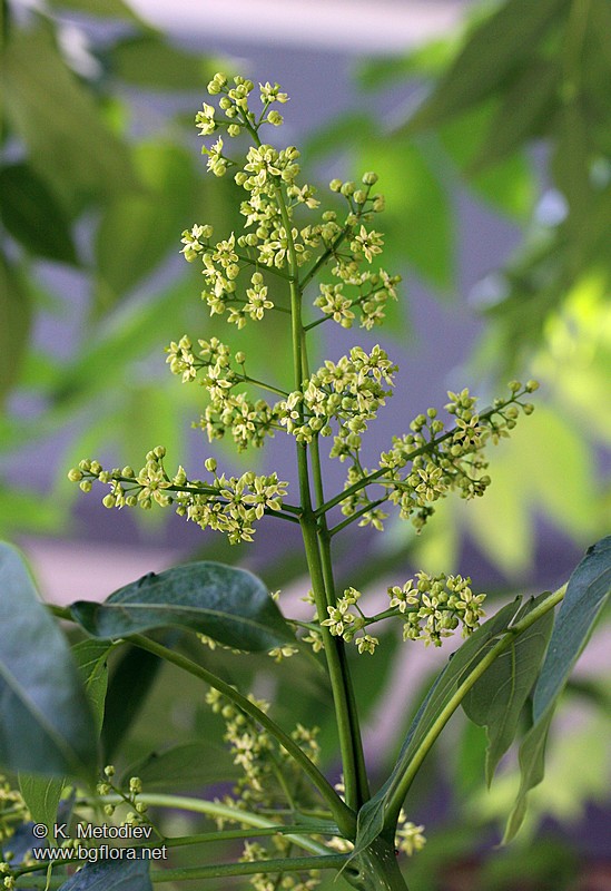 Ailanthus altissima
