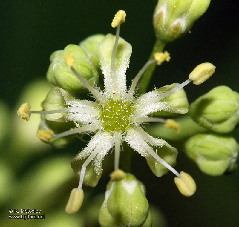 Ailanthus altissima