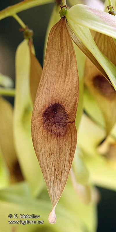 Ailanthus altissima