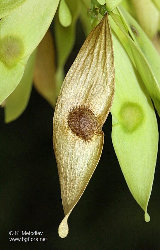 Ailanthus altissima