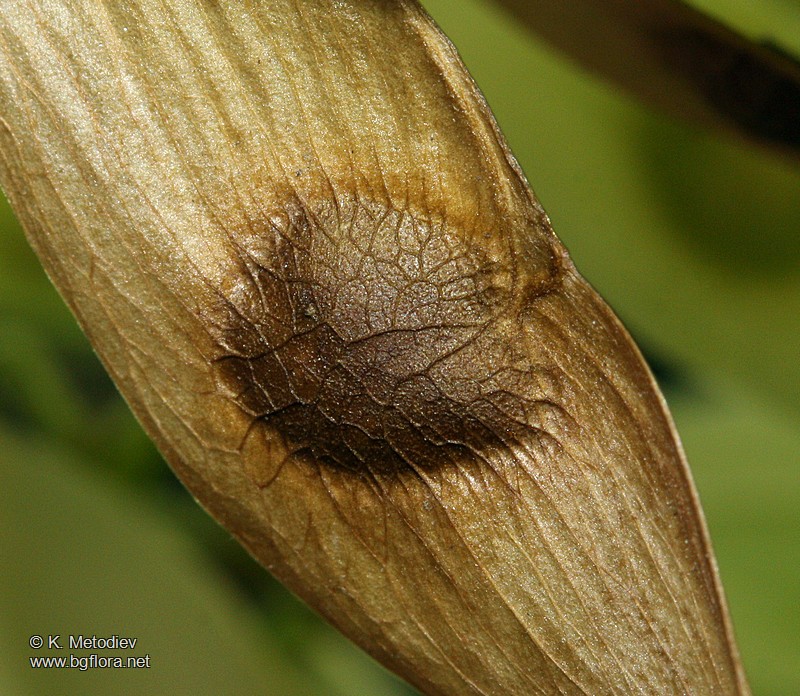 Ailanthus altissima