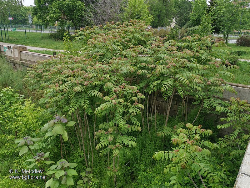 Ailanthus altissima