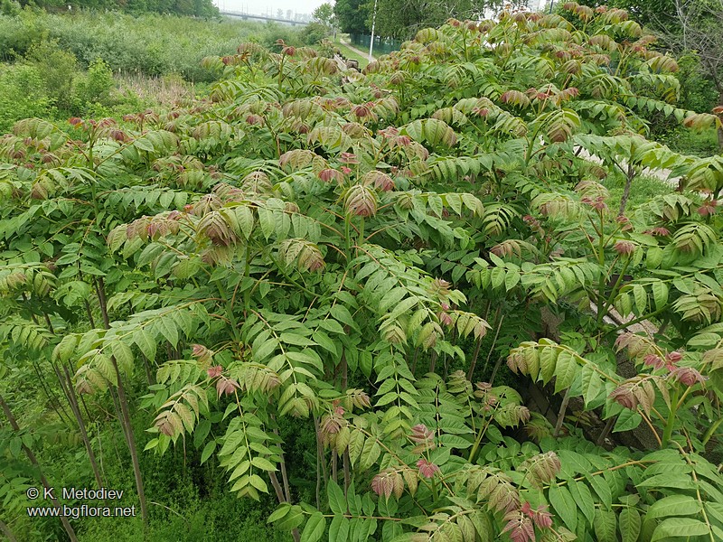 Ailanthus altissima