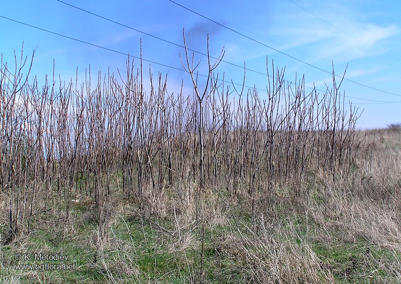 Ailanthus altissima