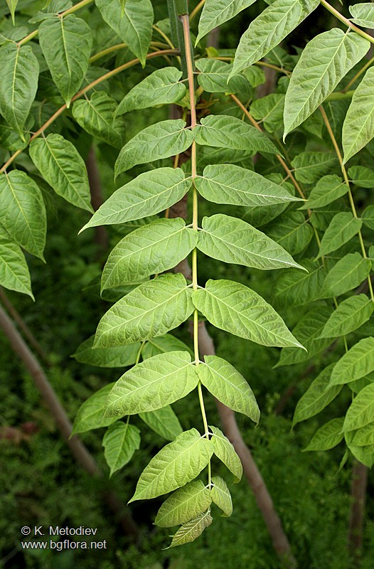 Ailanthus altissima
