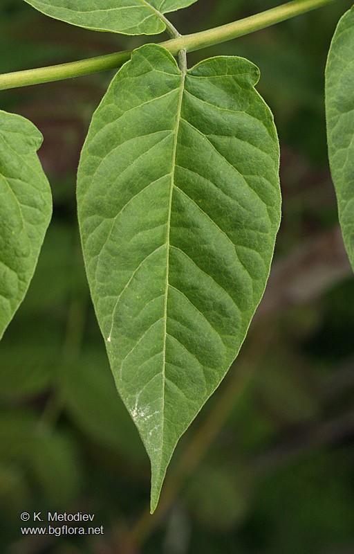 Ailanthus altissima