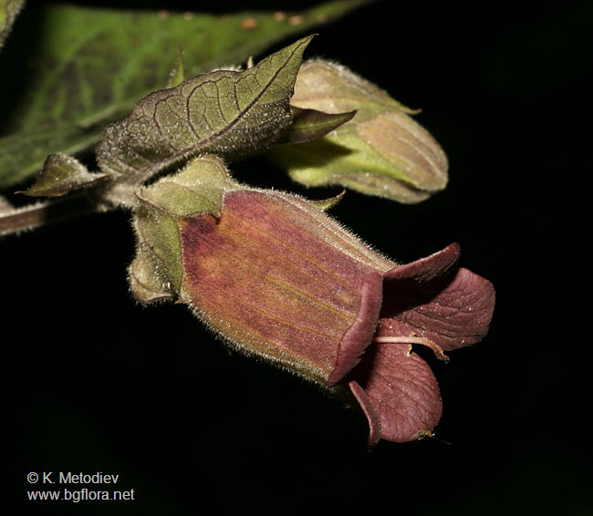 Atropa bella-donna