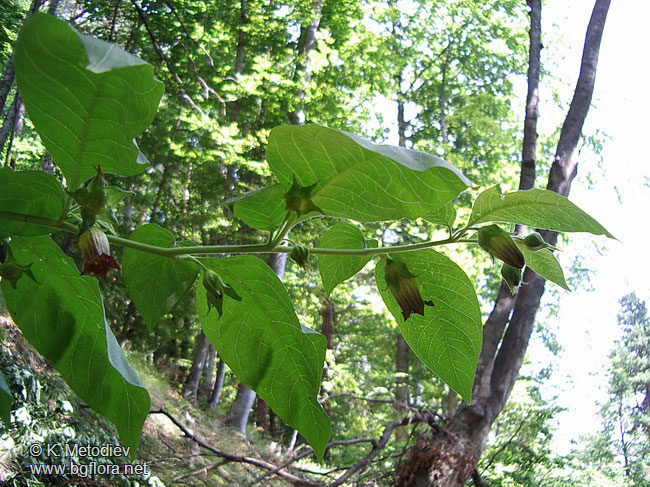 Atropa bella-donna