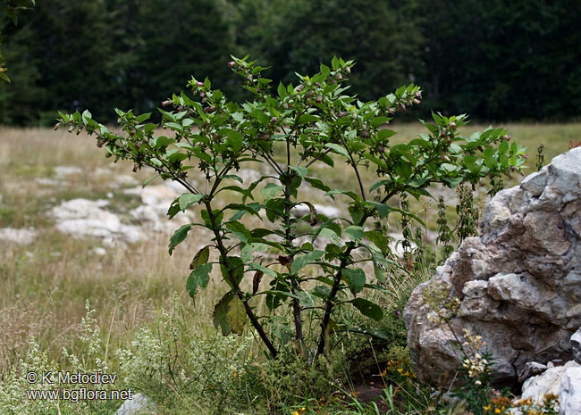 Atropa bella-donna