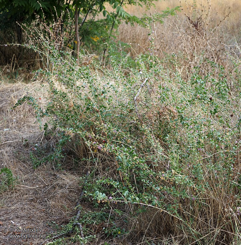 Lycium barbarum