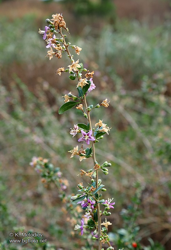 Lycium barbarum