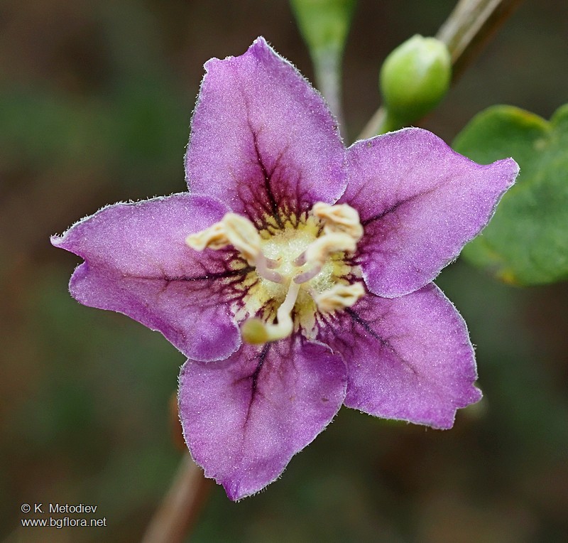Lycium barbarum