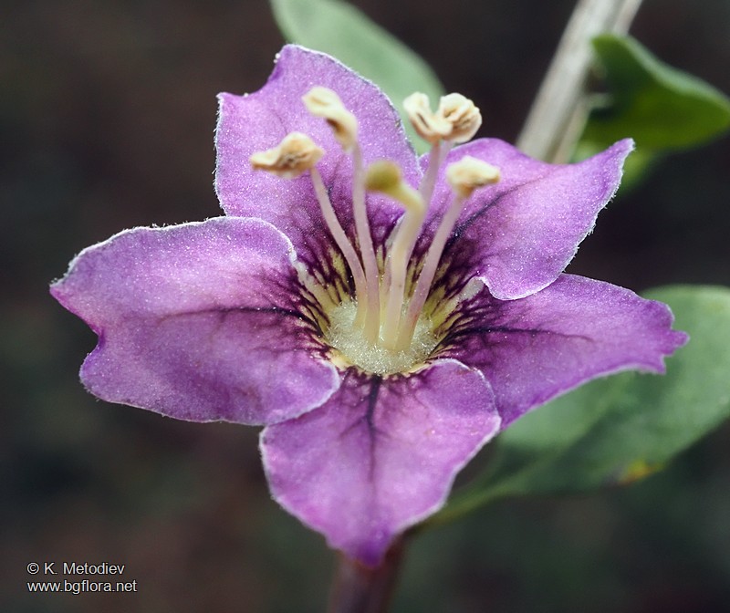 Lycium barbarum