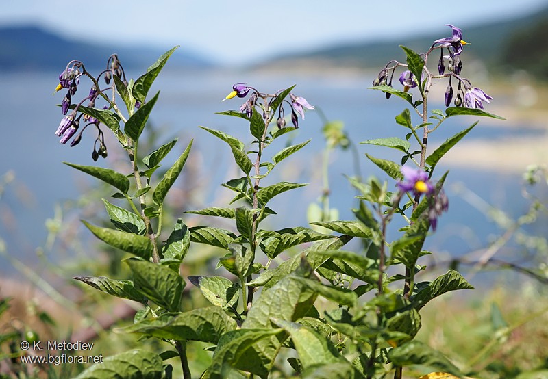 Solanum dulcamara