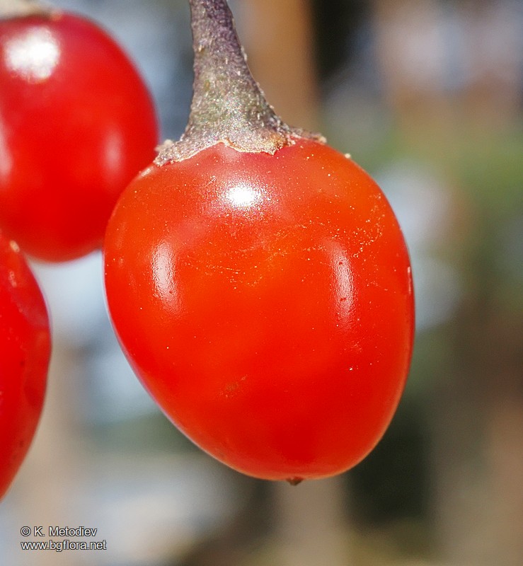 Solanum dulcamara