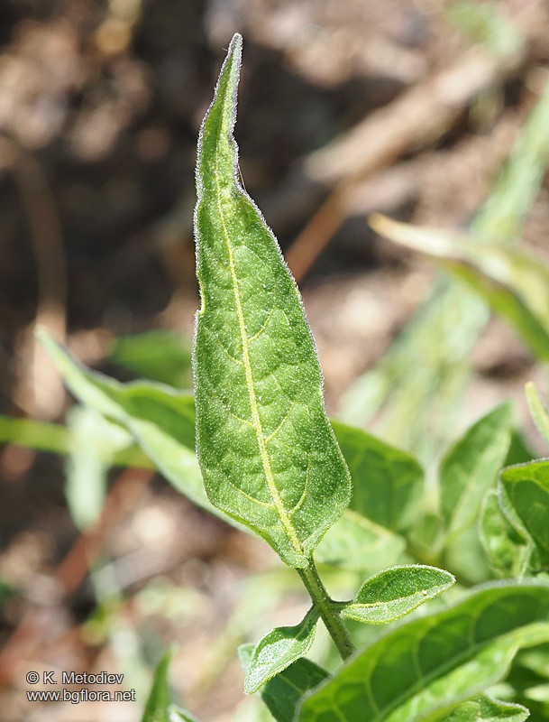 Solanum dulcamara