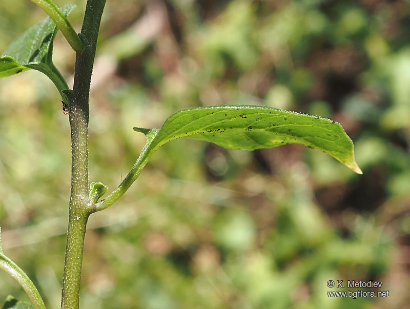 Solanum dulcamara
