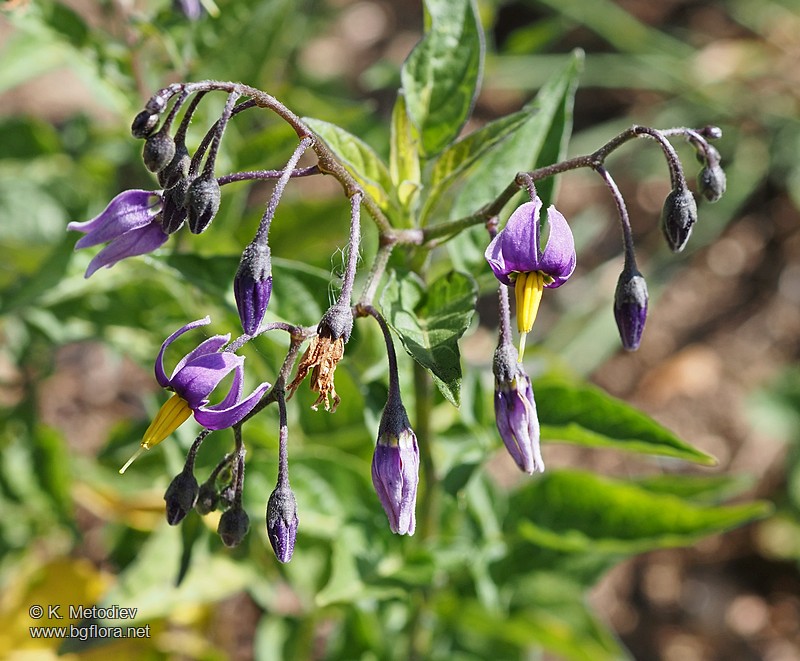 Solanum dulcamara
