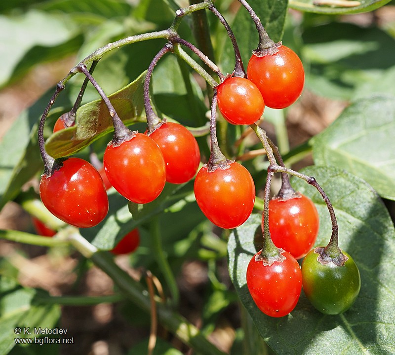 Solanum dulcamara