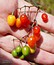 Solanum dulcamara