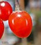 Solanum dulcamara