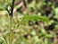 Solanum dulcamara