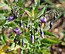 Solanum dulcamara