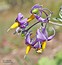 Solanum dulcamara