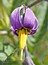 Solanum dulcamara