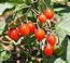 Solanum dulcamara