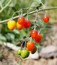 Solanum dulcamara