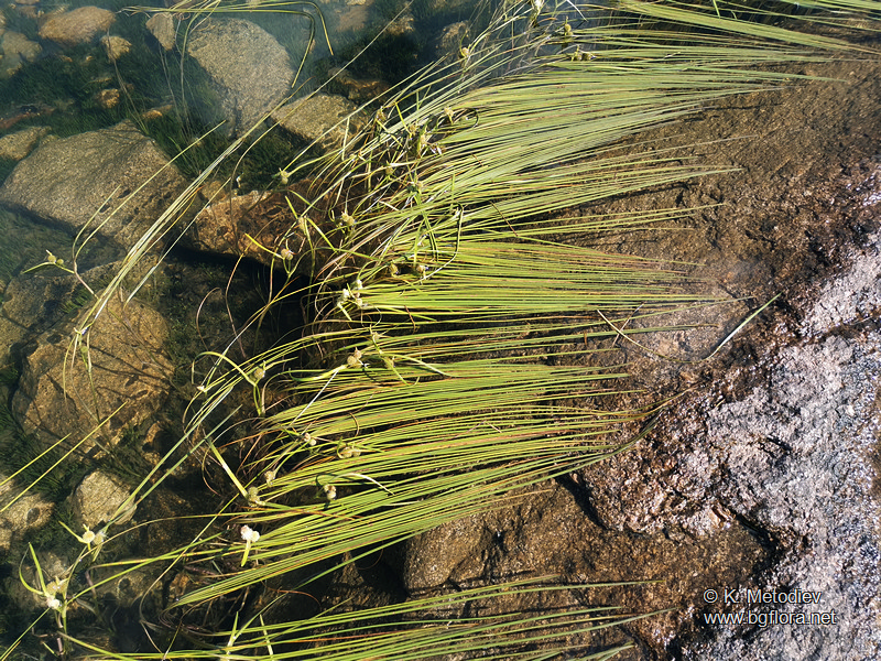 Sparganium angustifolium