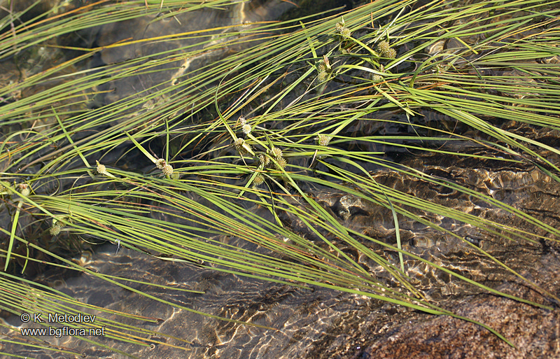 Sparganium angustifolium